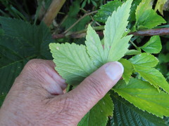 Angelica lucida