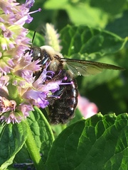 Xylocopa virginica