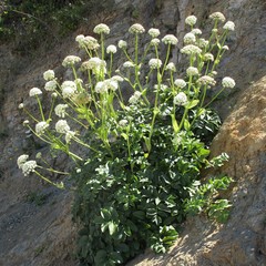 Angelica hendersonii