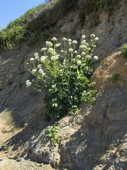 Angelica hendersonii