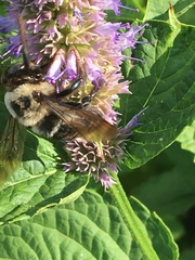Xylocopa virginica
