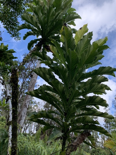 Ficus pseudopalma observed 2025-01-16