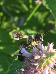 Megachile sculpturalis