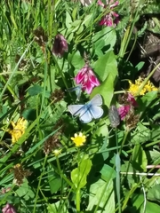 Glaucopsyche lygdamus