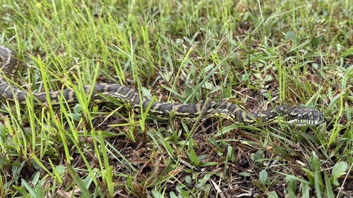 Coastal Carpet Python sighting