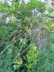 Angelica lucida