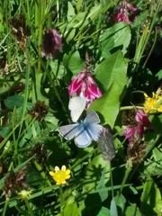 Glaucopsyche lygdamus