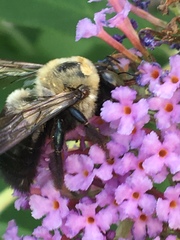 Xylocopa virginica
