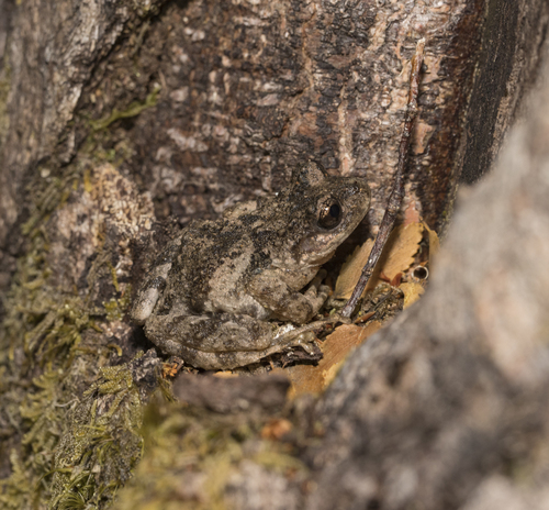 Gray Wood Frog, Batrachyla leptopus