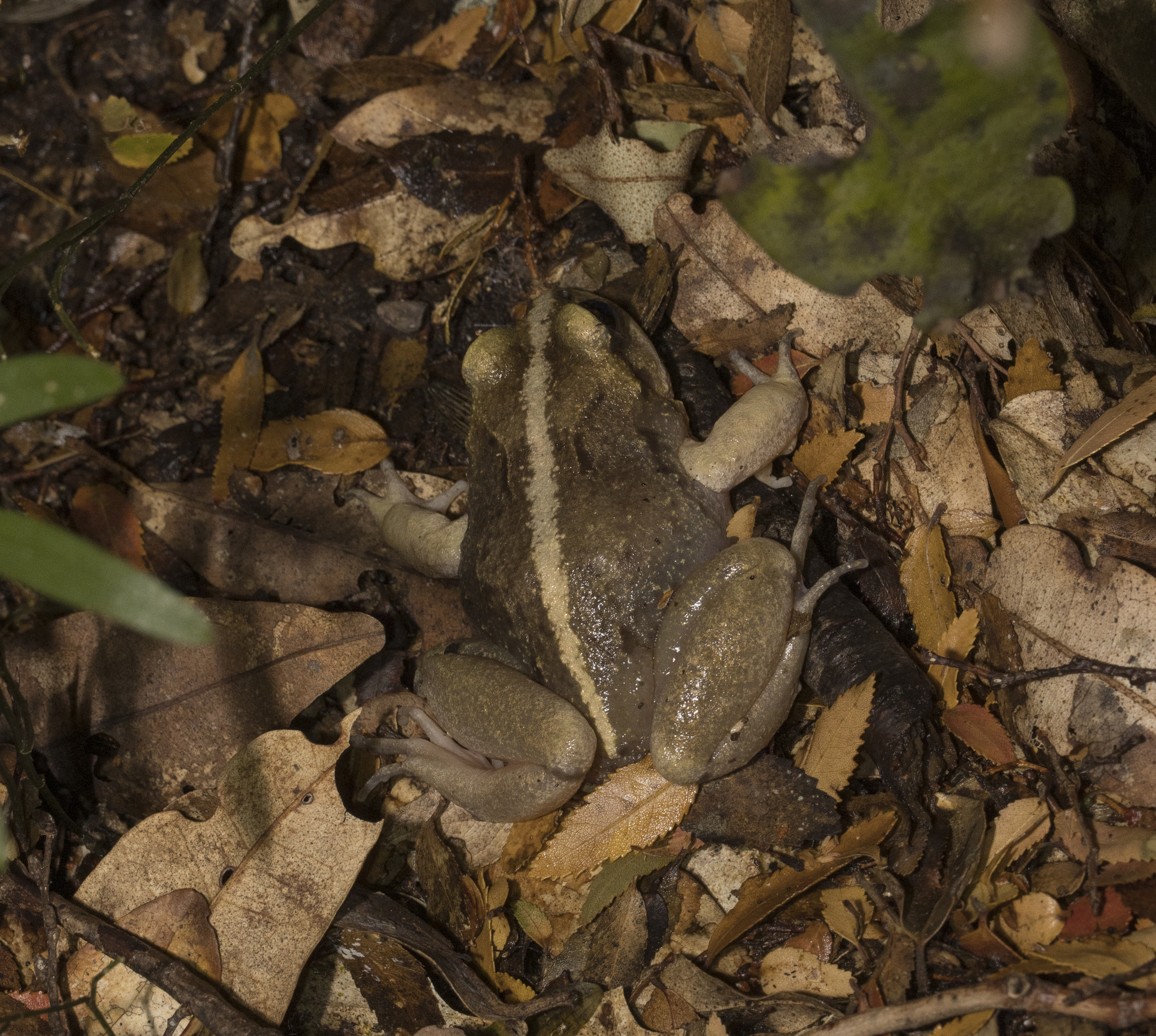 Eupsophus vertebralis Grandison, 1961