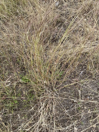 Foto de Capim-aristida