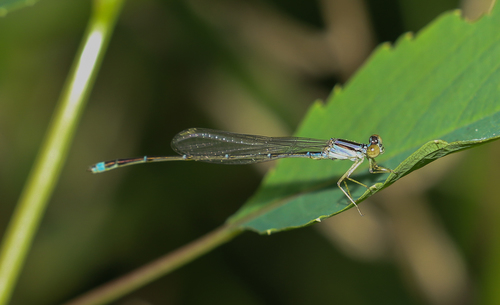 Orange Bluet