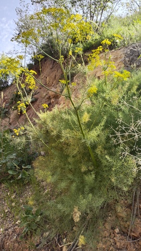 Yugan (Prangos pabularia)
