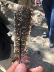 Antrostomus arizonae