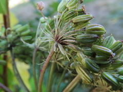 Angelica lucida