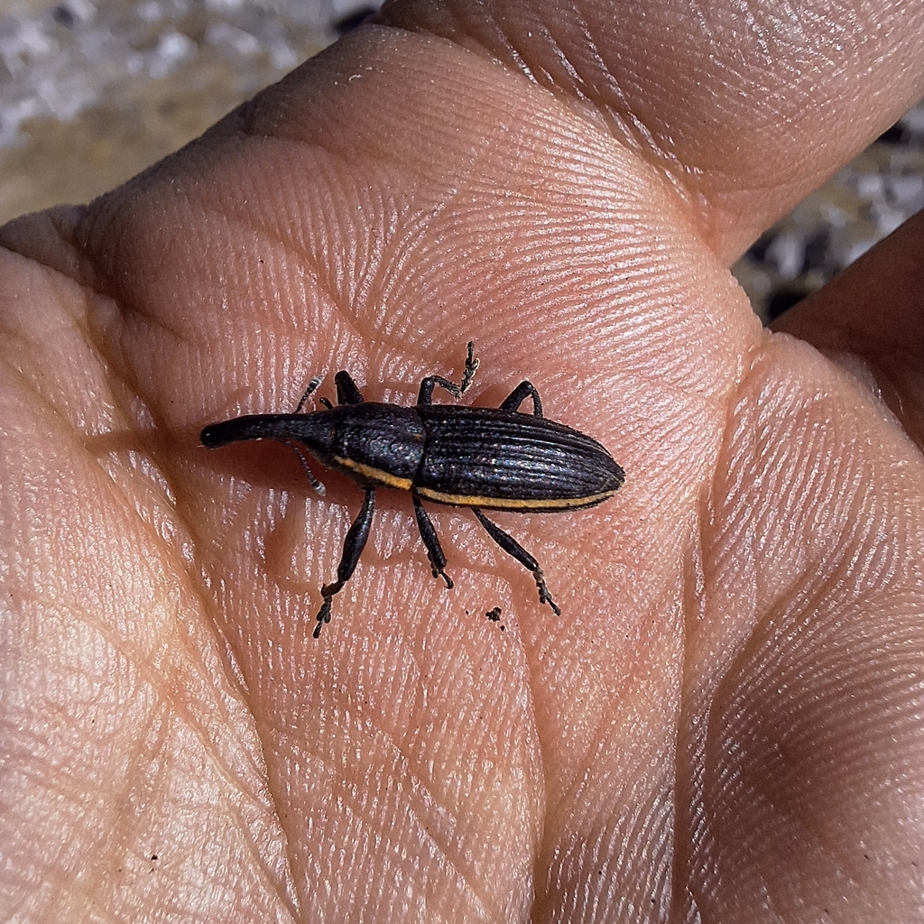 Lixus porcatus