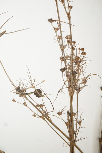 Juncus X gracilescens