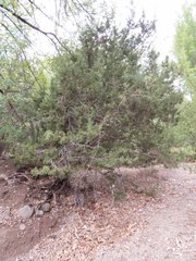 Juniperus arizonica