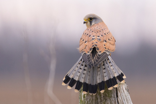 Falco tinnunculus