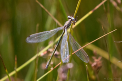 Lestes dryas