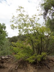 Juglans major