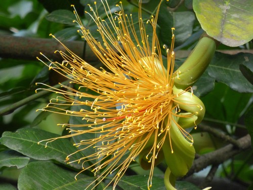 Pachira speciosa, photograph 1