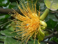 Pachira speciosa, photograph (c) Luis G Restrepo, some rights reserved (CC BY)
