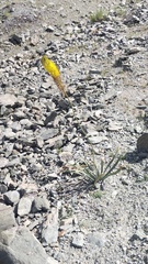 Eremurus stenophyllus, photograph (c) Andrew Bazdyrev, some rights reserved (CC BY)