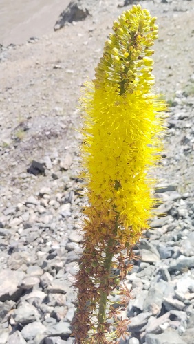Eremurus stenophyllus, photograph 3