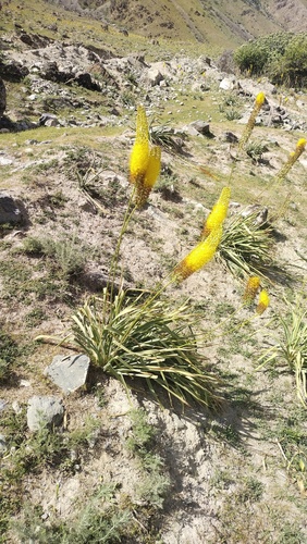 Narrow-Leaved Foxtail Lily (Eremurus stenophyllus)
