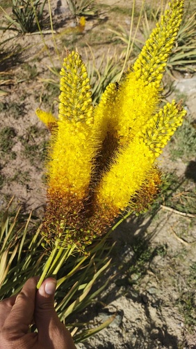 Eremurus stenophyllus, photograph 2