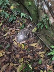 Chelonoidis denticulatus