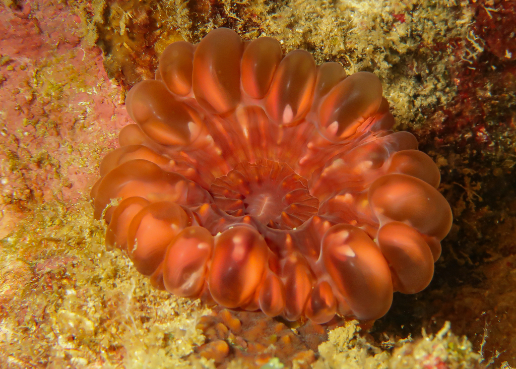 Solitary cup coral