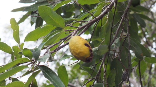 Foto de Oiti