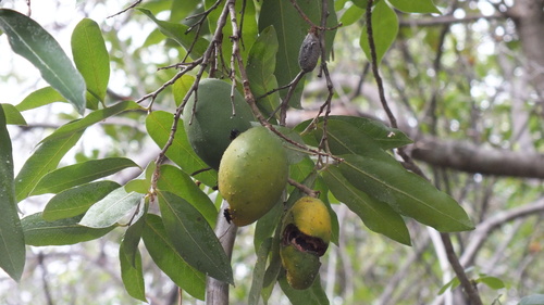 Foto de Oiti