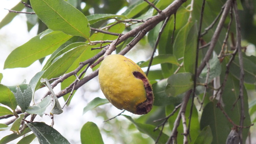Foto de Oiti