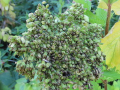 Angelica lucida