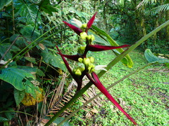 Heliconia virginalis