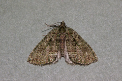 Austrocidaria callichlora