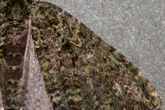 Austrocidaria callichlora