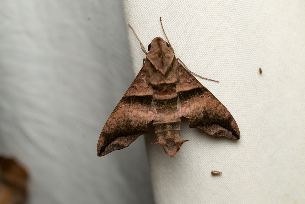 Perigonia ilus