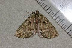 Austrocidaria callichlora