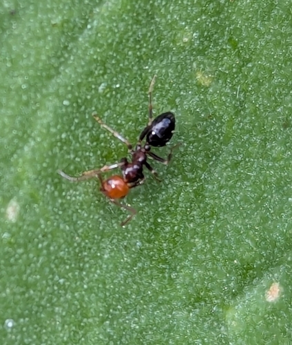 Camponotus guanchus