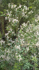 Lonicera korolkowii