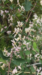 Lonicera korolkowii, photograph Andrew Bazdyrev, CC BY, iNaturalist via GBIF