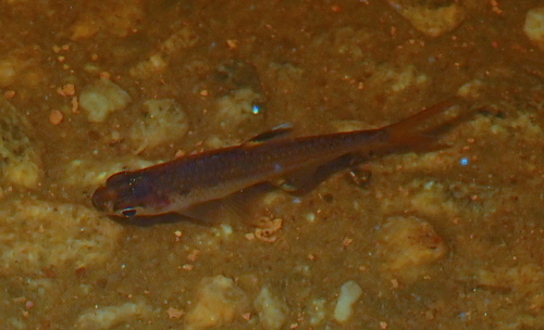 X-ray tetra (Pristella maxillaris) — Characidae — 4