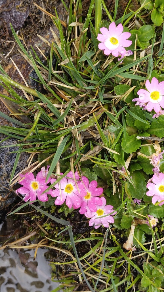 Primula warshenewskiana; photograph Andrew Bazdyrev, CC BY, iNaturalist via GBIF