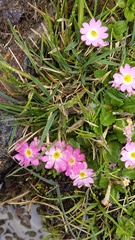 Primula warshenewskiana