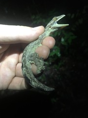 Thecadactylus solimoensis