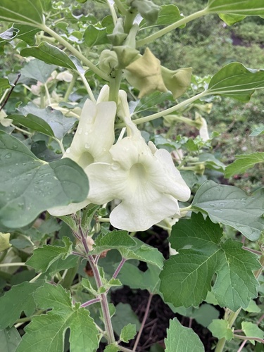 Sackflower (Holubia saccata)